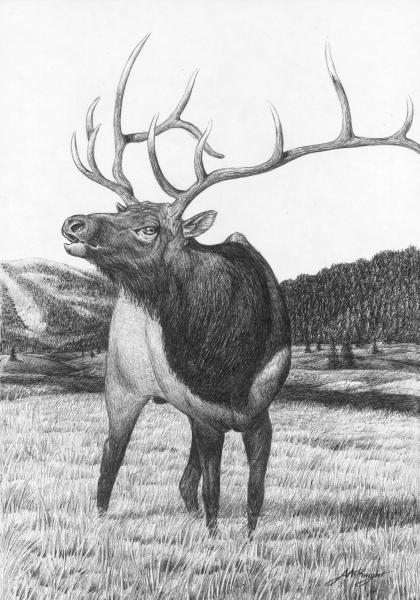 Elk