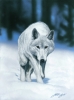 Winter Wolf